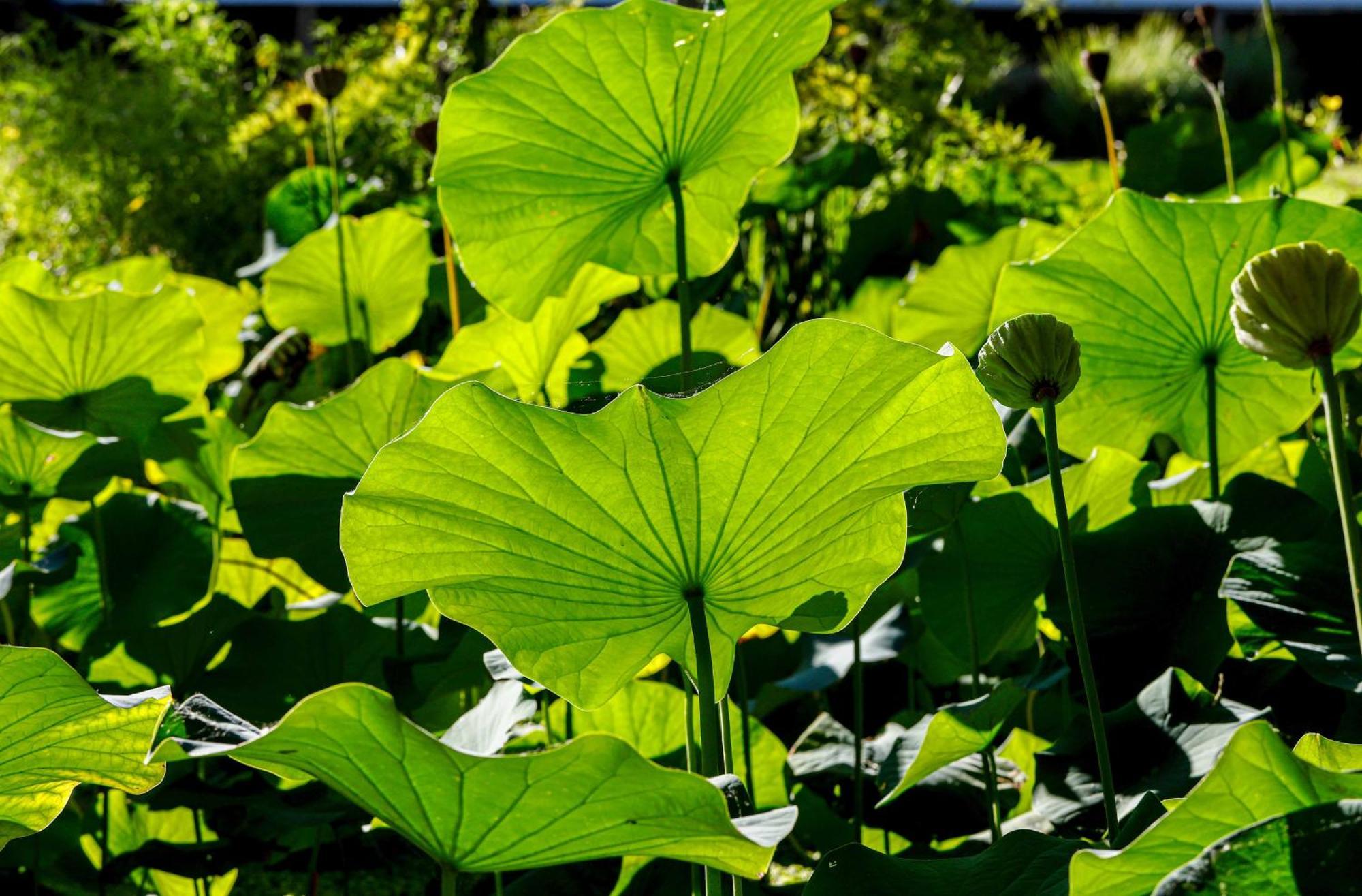 Delta Eco Resort & Spa Tigre Exterior foto